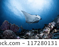 Manta at Ishigakijima 117280131