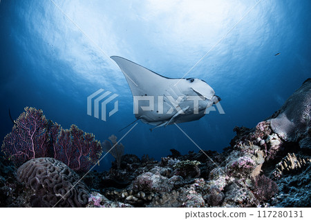 Manta at Ishigakijima 117280131