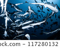 Sharks flocking in the sea off Chiba 117280132