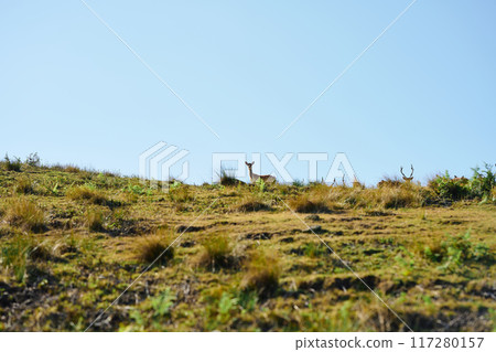 Deer 117280157