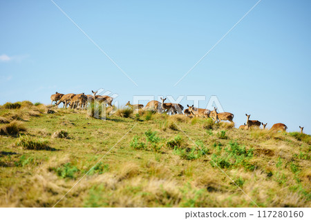 A herd of deer A herd of deer 117280160