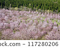 櫻花峠盛開 117280206
