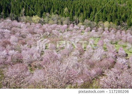 櫻花峠盛開 櫻花峠盛開 117280206