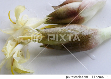 妙荷花 奶油色妙荷花 妙荷花 奶油色妙荷花 117280208