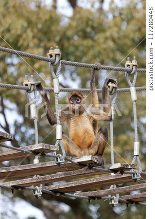 Spider monkey, Geoffroy's spider monkey) Wooden suspension bridge 117280448