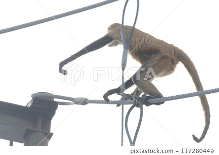 Spider Monkey, Geoffroy's Spider Monkey) Tightrope Walking Spider Monkey, Geoffroy's Spider Monkey) Tightrope Walking 117280449