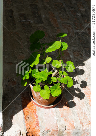 Geranium in a pot on the veranda in the backlight of the morning sun Geranium in a pot on the veranda in the backlight of the morning sun 117280673