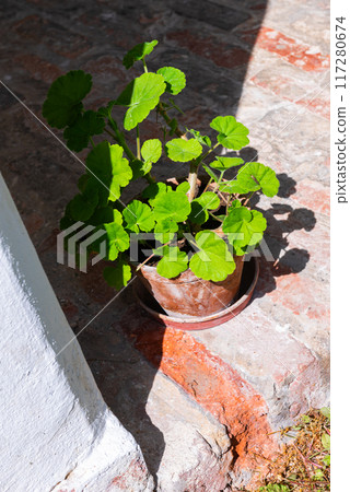 Geranium in a pot on the veranda in the backlight of the morning sun Geranium in a pot on the veranda in the backlight of the morning sun 117280674