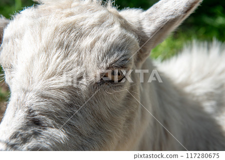 The goat or domestic goat (Capra hircus) The goat or domestic goat (Capra hircus) 117280675