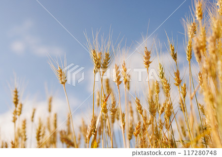 field of ripe wheat against blue sky, concept of growing cereal crops, harvest season, Grain deal field of ripe wheat against blue sky, concept of growing cereal crops, harvest season, Grain deal 117280748