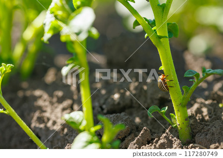 Colorado potato beetle on a potato stem close-up, control of insects and beetles on plants Colorado potato beetle on a potato stem close-up, control of insects and beetles on plants 117280749