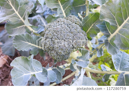 Broccoli field Broccoli field 117280759