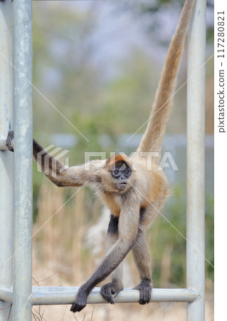 蜘蛛猴，傑弗裡蜘蛛猴 117280821