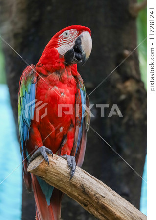 Close up head the red macaw parrot bird in garden 117281241