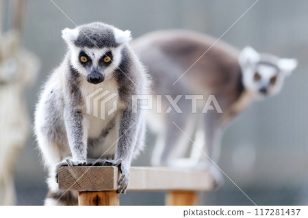 環尾狐猴)處於警戒狀態 環尾狐猴)處於警戒狀態 117281437