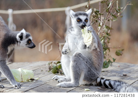 Ring-tailed lemur) Eating Ring-tailed lemur) Eating 117281438