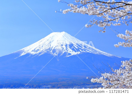 Snow-capped Mount Fuji and cherry blossoms 117281471