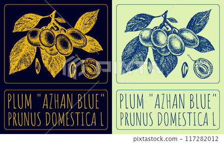 Vector drawing PLUM AZHAN BLUE. Hand drawn illustration. Latin name is PRUNUS DOMESTICA L 117282012