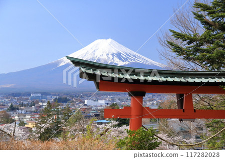 Torii gate, Mt. Fuji, and cherry blossoms at Arakurayama Sengen Park (Fujiyoshida City, Yamanashi Prefecture) 117282028
