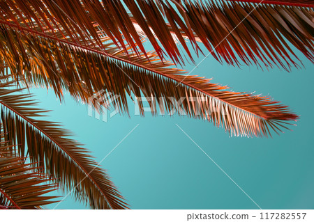 Palm Tree Leaves Against The BLue Sky, Juicy Tropical Background Palm Tree Leaves Against The BLue Sky, Juicy Tropical Background 117282557