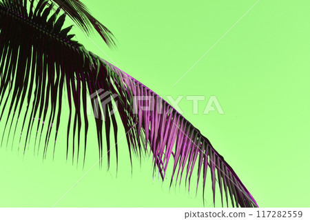 Palm Tree Leaves Against The Green Sky, Juicy Tropical Background Palm Tree Leaves Against The Green Sky, Juicy Tropical Background 117282559