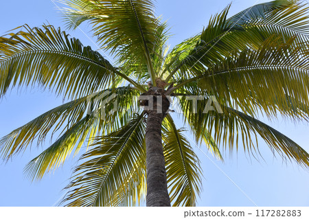 Juicy Tropical Palm Tree Leaves Against The Blue Sky 117282883