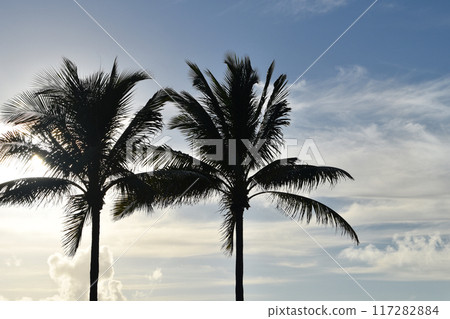 Juicy Tropical Palm Tree Leaves Against The Blue Sky 117282884
