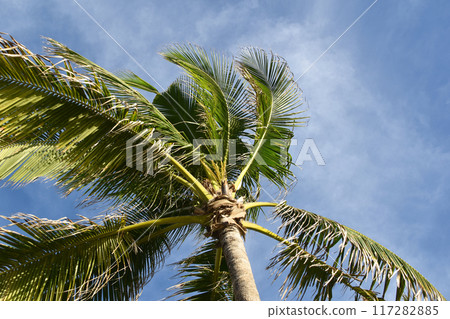 Juicy Tropical Palm Tree Leaves Against The Blue Sky 117282885