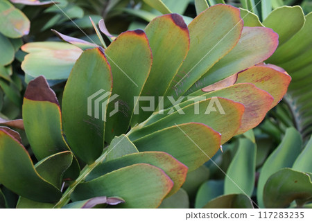 Colorful Leaves Texture, Unusual Floral Background Colorful Leaves Texture, Unusual Floral Background 117283235