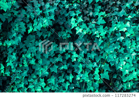Colorful Leaves Texture, Unusual Floral Background 117283274