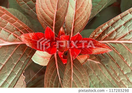 Colorful Leaves Texture, Unusual Floral Background 117283298