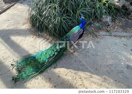 Peacock with blue and green plumage in the park. Colorful peacock in a city park 117283329
