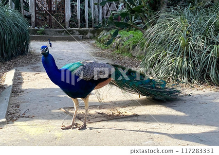 Peacock with blue and green plumage in the park. Colorful peacock in a city park 117283331