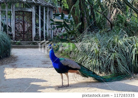 Peacock with blue and green plumage in the park. Colorful peacock in a city park 117283335