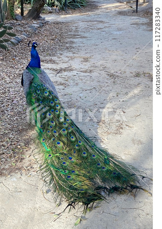 Peacock with blue and green plumage in the park. Colorful peacock in a city park 117283340