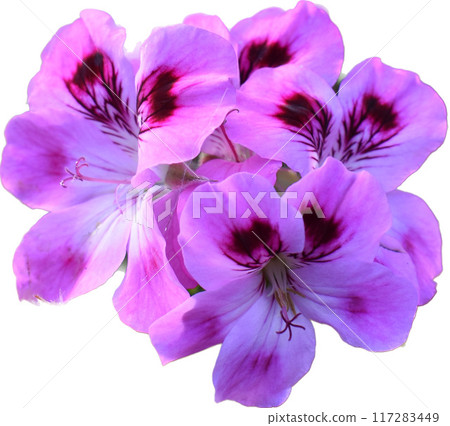 Pink Flower bud, beautiful floral texture Pink Flower bud, beautiful floral texture 117283449