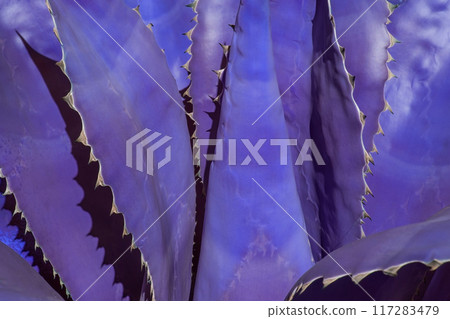 aloe leaves texture, unusual floral background aloe leaves texture, unusual floral background 117283479