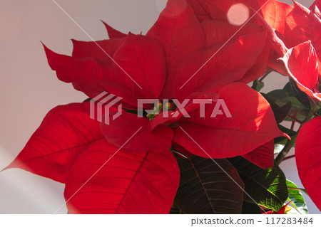 Red poinsettia Christmas flower background 117283484