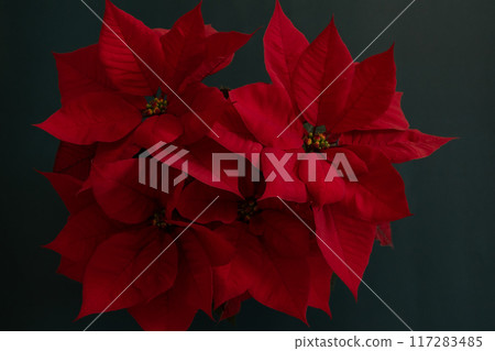 Red poinsettia Christmas flower background 117283485