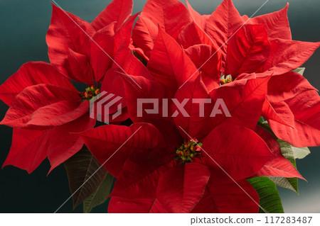 Red poinsettia Christmas flower background 117283487