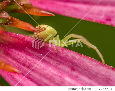 Green Grass Crab Spider hunting on echinacea flower 117283685