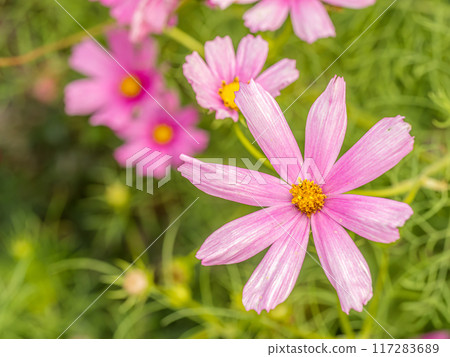 Pink cosmos flowers Pink cosmos flowers 117283689