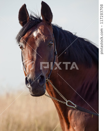 art portrait of beautiful  bay sportive stallion posing in summer evening field. close up art portrait of beautiful  bay sportive stallion posing in summer evening field. close up 117283708