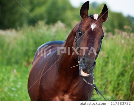 portrait of beautiful bay sportive stallion posing in summer evening field. close up portrait of beautiful bay sportive stallion posing in summer evening field. close up 117283722