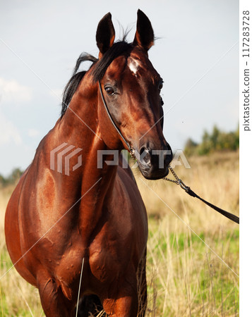 portrait of beautiful bay sportive stallion posing in field at summer evening. portrait of beautiful bay sportive stallion posing in field at summer evening. 117283728
