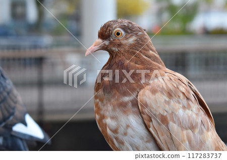 Pigeon in the park, close-up, selective focus. Pigeons sitting on the railing of a bridge in New York City 117283737