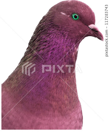 Pigeon in the park, close-up, selective focus 117283743