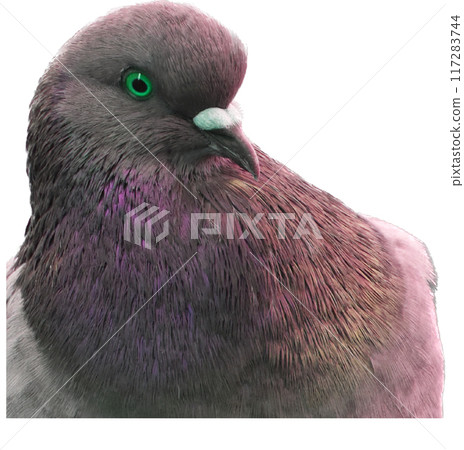 Pigeon in the park, close-up, selective focus Pigeon in the park, close-up, selective focus 117283744