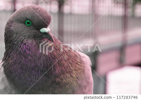 Pigeon in the park, close-up, selective focus Pigeon in the park, close-up, selective focus 117283746