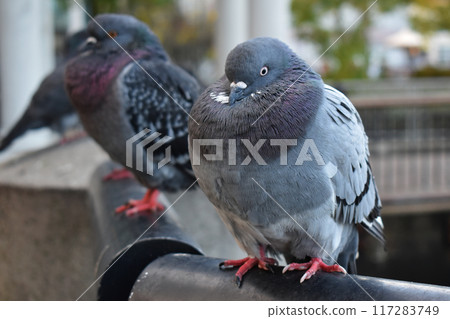 Pigeon in the park, close-up, selective focus. Pigeons sitting on the railing of a bridge in New York City 117283749